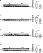 VE-cadherin Antibody in Western Blot (WB)