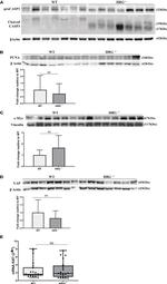 PCNA Antibody in Western Blot (WB)