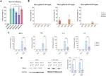 GAPDH Antibody in Western Blot (WB)