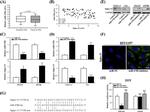 SIGLEC15 Antibody in Western Blot (WB)