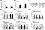 SIGLEC15 Antibody in Western Blot (WB)