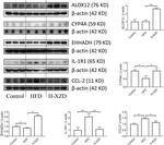 MCP-1 Antibody in Western Blot (WB)