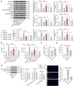 Caspase 1 p20 (Cleaved Asp296) Antibody in Western Blot (WB)