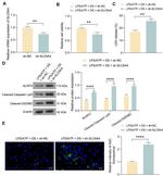 Caspase 1 p20 (Cleaved Asp296) Antibody in Western Blot (WB)