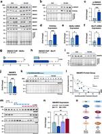 ASB2 Antibody in Western Blot (WB)