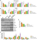 METTL7A Antibody in Western Blot (WB)