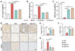 ACSL4 Antibody in Immunohistochemistry (IHC)