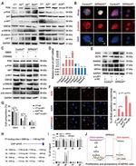 Nanog Antibody in Western Blot (WB)