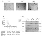 CD9 Antibody in Western Blot (WB)