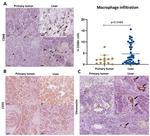 Vitronectin Antibody in Immunohistochemistry (IHC)
