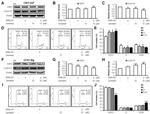 Cyclin D1 Antibody in Western Blot (WB)
