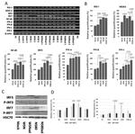 IRF7 Antibody in Western Blot (WB)