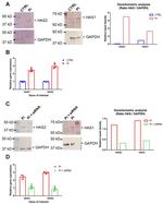 HAS2 Antibody in Western Blot (WB)
