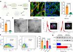 ACE2 Antibody in Flow Cytometry (Flow)