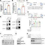C/EBP alpha Antibody in Western Blot, Immunoprecipitation (WB, IP)
