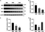 NPC2 Antibody in Western Blot (WB)