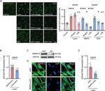 BMPR1A Antibody in Western Blot (WB)