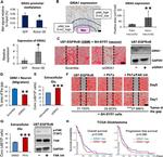 GluR1 Antibody in Immunohistochemistry (IHC)