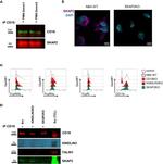 SKAP2 Antibody in Western Blot (WB)
