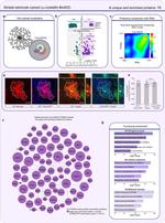CAPZB Antibody in Immunohistochemistry (IHC)
