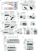 AMOTL2 Antibody in Western Blot (WB)