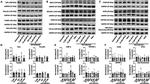 Talin Antibody in Western Blot (WB)