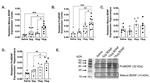 BDNF Antibody in Western Blot (WB)