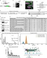 GCP4 Antibody in Western Blot (WB)