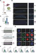 Actin Antibody in Western Blot (WB)
