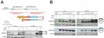Actin Antibody in Western Blot (WB)