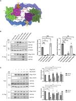 CEP152 Antibody in Western Blot (WB)