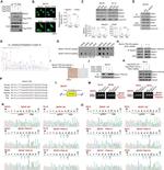 PHD1 Antibody in Western Blot, Immunoprecipitation (WB, IP)
