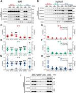 OxPhos Rodent WB Antibody in Western Blot (WB)