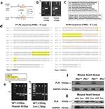 Phospholamban Antibody in Western Blot, Immunohistochemistry (WB, IHC)