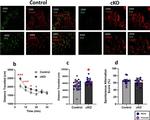 Phospholamban Antibody in Immunohistochemistry (IHC)