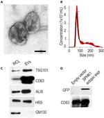 TSG101 Antibody in Western Blot (WB)