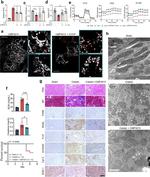 Cytochrome C Antibody in Immunohistochemistry (IHC)