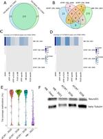 NeuroD1 Antibody in Western Blot (WB)