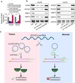 BTBD7 Antibody in Western Blot (WB)