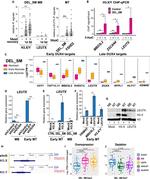 LEUTX Antibody in Western Blot (WB)