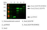 SOX2 Antibody in Western Blot (WB)
