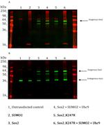 SOX2 Antibody in Western Blot (WB)