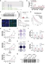 SP100 Antibody in Western Blot (WB)