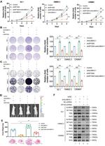 SP100 Antibody in Western Blot (WB)