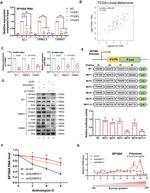 SP100 Antibody in Western Blot (WB)