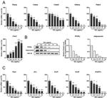 Adiponectin Antibody in Western Blot (WB)
