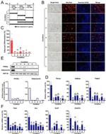Adiponectin Antibody in Western Blot (WB)