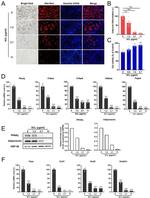 Adiponectin Antibody in Western Blot (WB)