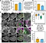 Actin Antibody in Western Blot (WB)