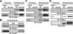Actin Antibody in Western Blot (WB)